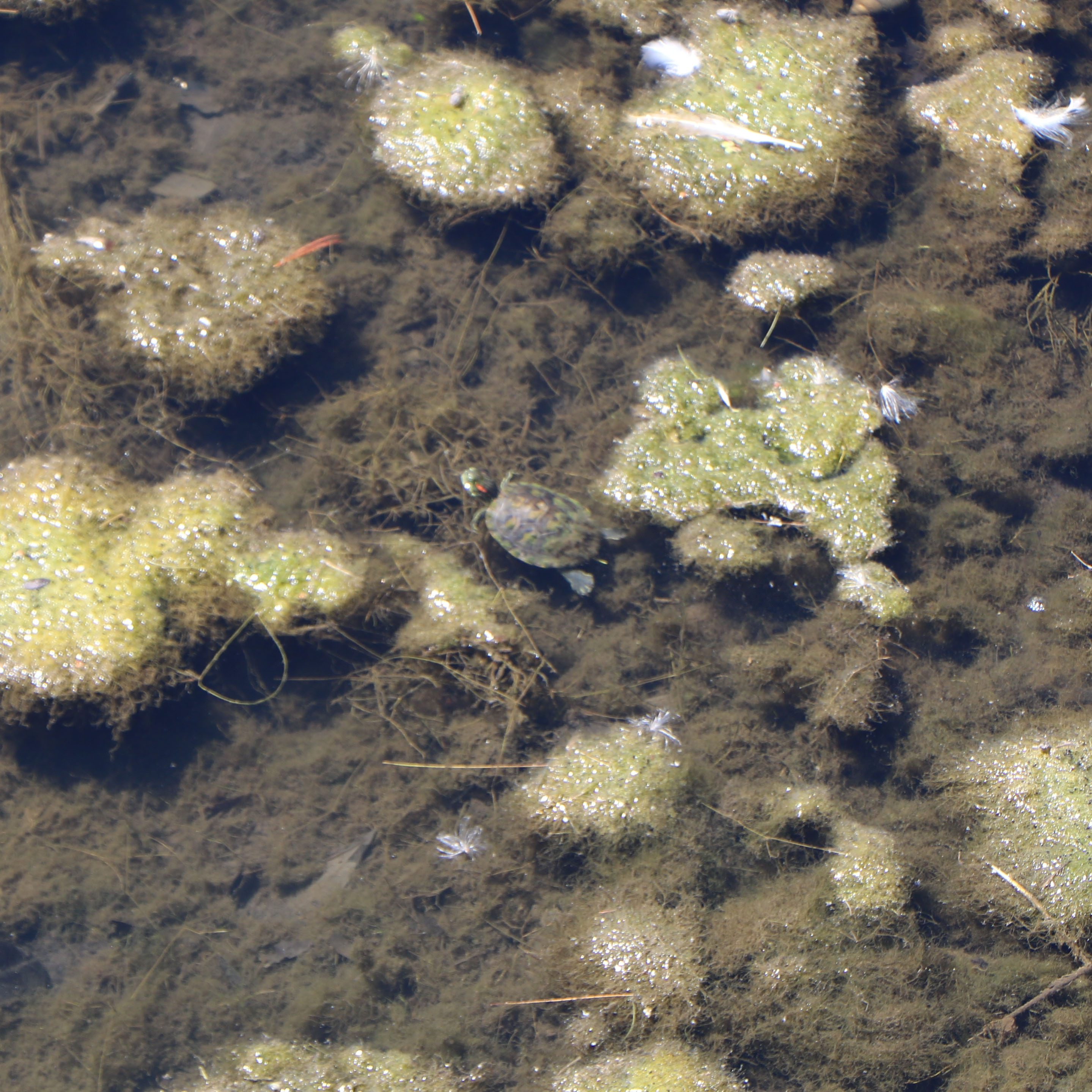 Swimming Turtle