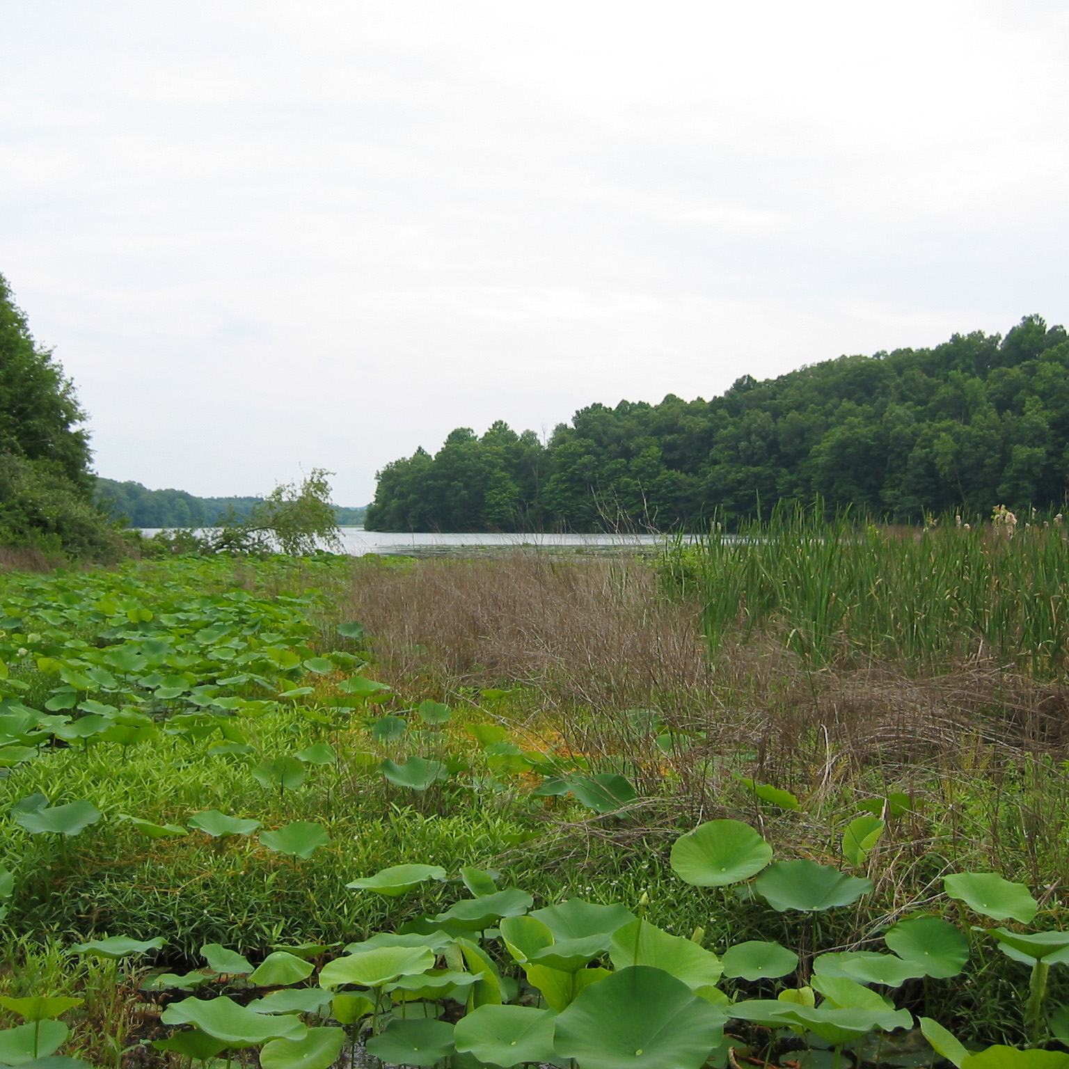 Wabash River with Dog